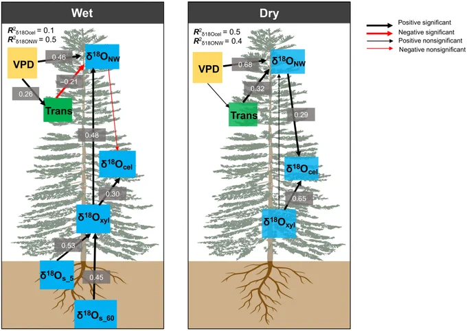 Structural equation models assessing the changes in δ18O along tree isotopic pathway for the two study sites. 