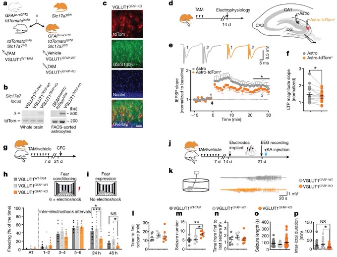 https://www.nature.com/articles/s41586-023-06502-w/figures/13