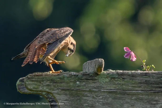 American kestral rests on a wooden structure.