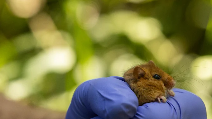 A close-up of a hazel dormouse being held in a person's gloved hand.