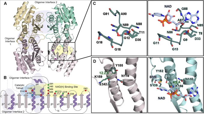 Figure 2. TsaC has a classical SDR protein fold.