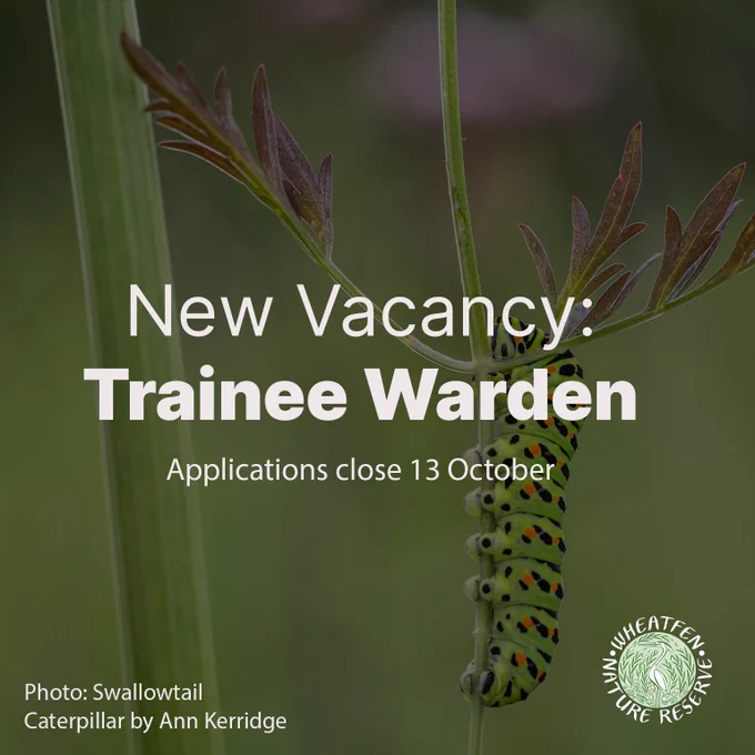 Image of a green and black swallowtail caterpillar on a piece of vegetation with text overlaid that says 'New Vacancy: Trainee Warden, Applications close 13 October and the Wheatfen Nature Reserve logo'. The photograph is by Ann Kerridge