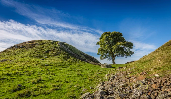 Picture of the Sycamore Gap Tree in Northumberland