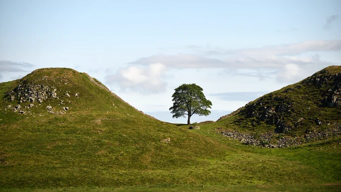 Sycamore Gap. A tree grows between two small hills on a summer's day.