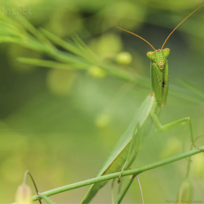New Zealand Praying Mantis blending in with a blurred green background of greenery, credit Rosa Dunbar