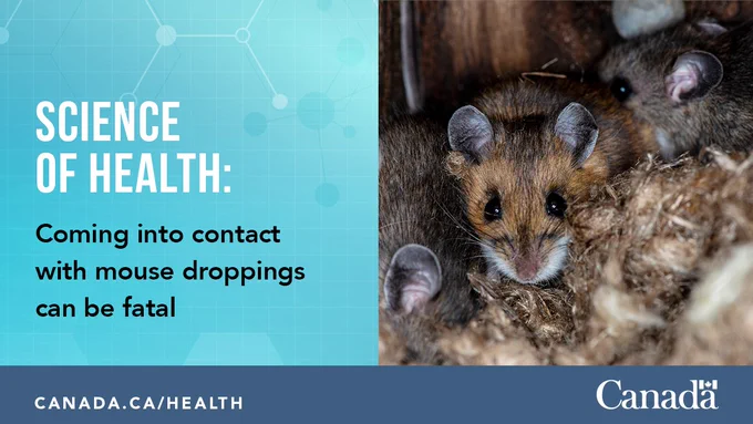 A few mice grouped close to each other. 
text: Science of Health – Coming into contact with mouse droppings can be fatal
