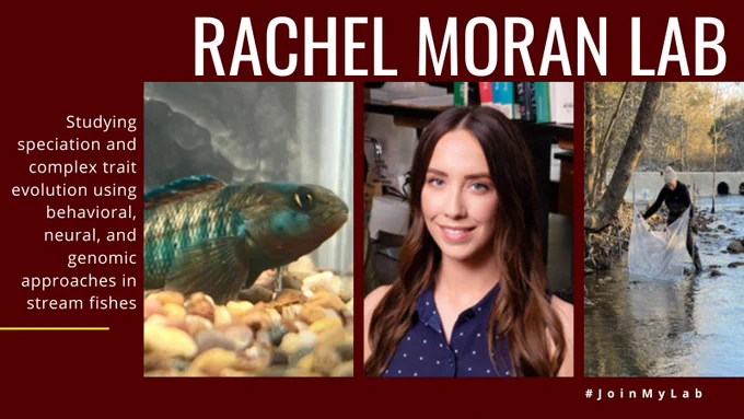 Studying speciation and complex trait evolution using behavioral, neural, and genomic approaches in stream fishes Rachel Moran Lab