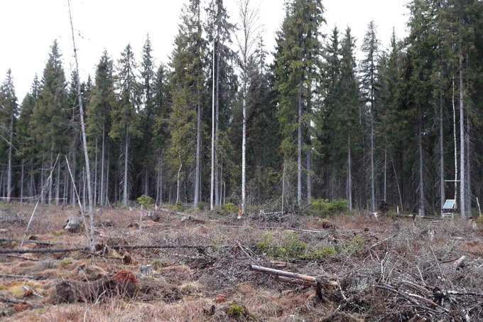 Kuusivaltaisen tutkimuskohteen etualalla avohakkuu ja takana hakkaamaton kontrollialue. Kuva: Mikko Peltoniemi