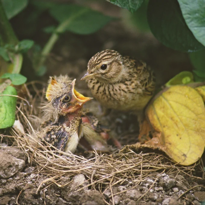 An adult skylark leans in to feed a wide mouthed young chick in its nest on the ground hidden by crops.