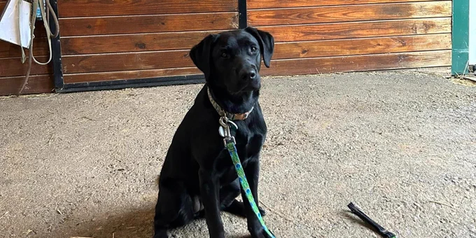 A black Labrador retriever sits on a barn floor. Behind her are wooden stall doors.