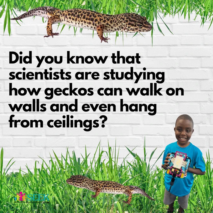 Did you know that scientists are studying how geckos can walk on walls and even hang from ceilings? 🦎🪜

Geckos have super sticky feet that allow them to cling to surfaces without any glue or suction cups. The secret behind this amazing ability is millions of tiny hair-like structures on their feet called "setae." These setae create a special force called "van der Waals force" that lets geckos stick to all sorts of surfaces.

Inspired by gecko feet, engineers are working on creating materials with similar properties. Imagine if you could climb walls like a gecko or stick things together without using tape! Scientists are learning from nature to design innovative materials that could have lots of useful applications in the future.