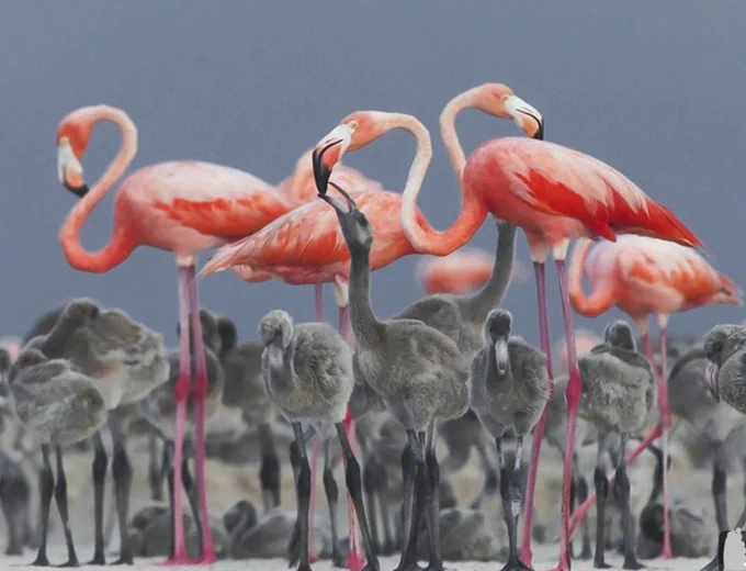 An adult Caribbean pink flamingo feeds a chick in Yucatán, Mexico. Both parents alternate feeding chicks, at first with a liquid baby food called crop milk, and then with regurgitated food.
(Alejandro Prieto)