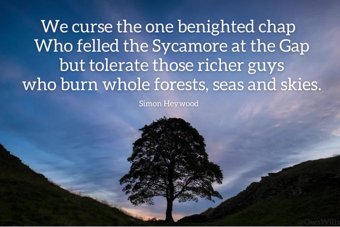 A photo of the sycamore at Sycamore Gap, with an original verse of poetry by Simon Heywood (@wildwalker on Mastodon):

We curse the one benighted chap 
Who felled the Sycamore at the Gap 
but tolerate those richer guys 
who burn whole forests, seas and skies.

Simon Heywood