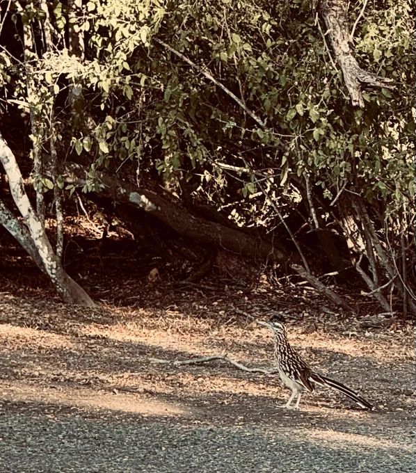 A greater roadrunner on a gravel path. The brown and tan colored body nearly camouflaged against the backdrop of branches and leaves.