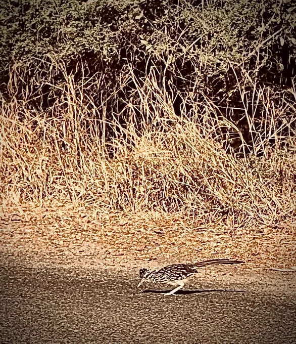 A roadrunner pecks at the gravel ground. 