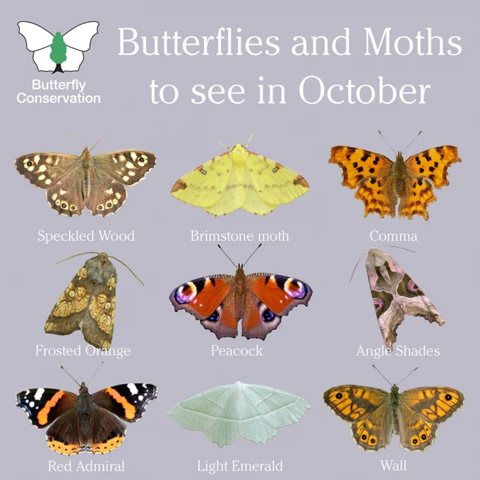 Butterflies and moths to see in October: Speckled Wood, Brimstone moth, Comma, Frosted Orange, Peacock, Angle Shades, Red Admiral, Light Emerald and Wall. Butterfly Conservation logo in top left corner.