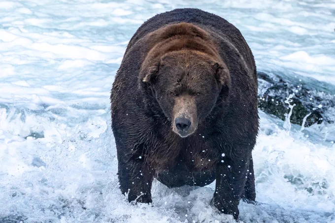 It’s kinda a big deal. Bear 747- 2022 Fat Bear Week Champion. Photo courtesy of L. Law