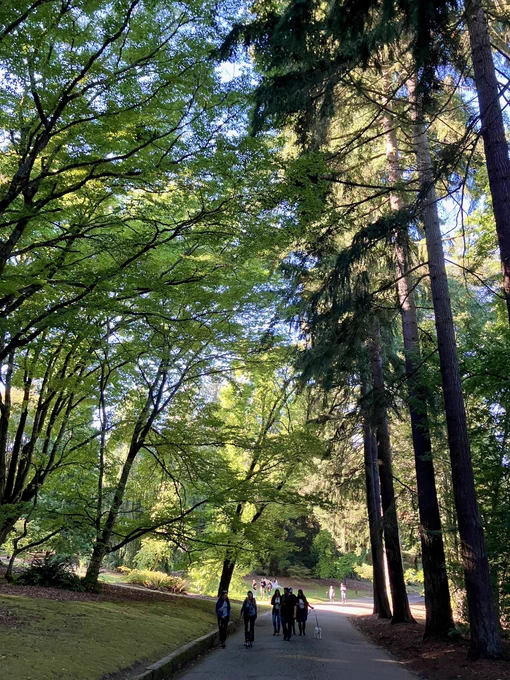 People walking with beautiful trees
