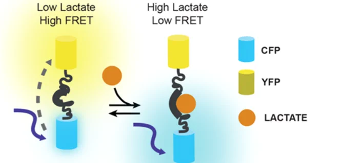 Metabolic FRET-based sensors. Illustration of the functioning of the lactate sensor Laconic (San Martín et al., 2013). Scheme of the molecular mechanism of the sensor. 

