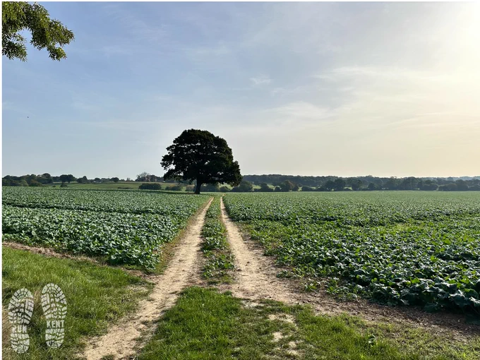 View across farmland with a single large sycamore tree in the middle of the field on a beautiful autumnal day in Kent 