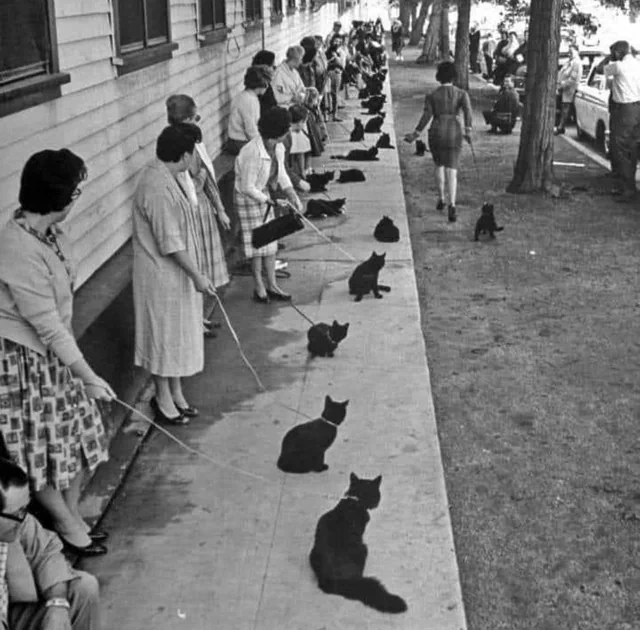 Black and white photograph from LIFE magazine, showing black cats waiting with their owners, lined up outside a building and along a sidewalk.