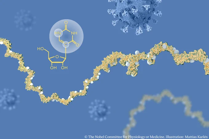 A blue background with COVID-19 virus and a yellow strand of modified mRNA. Also shown is the chemical structure of pseudouridine, an RNA base that was important in the prize-awarded discovery. The graphic represents the 2023 Nobel Prize in Physiology or Medicine awarded to Katalin Karinkó and Drew Weissman who received the Nobel Prize in Physiology or Medicine for their discoveries concerning nucleoside base modifications that enabled the development of effective mRNA vaccines against COVID-19.