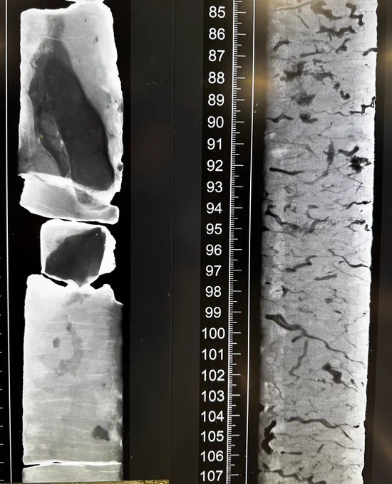 Parallel X ray images of sediment layers, rocks  and curly features, which are burrows.