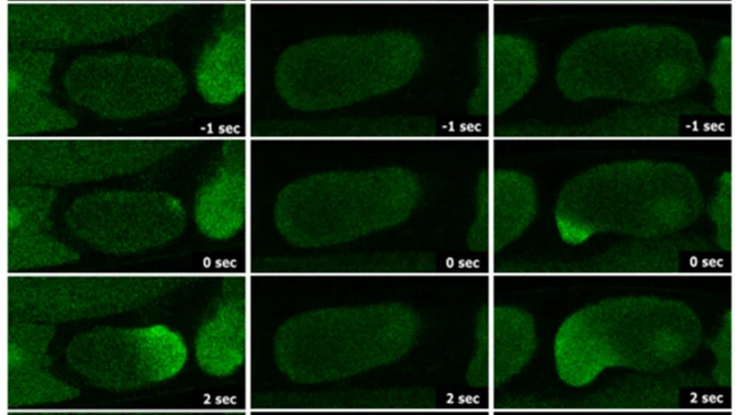 CaFE fluorescence is dependent upon functional sperm - Time-lapse images of ovulation.