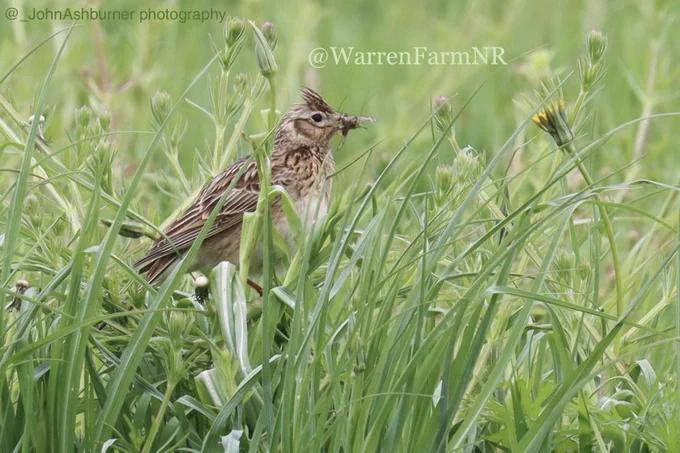 #WarrenFarmNR Skylark, it’s beak full of insects