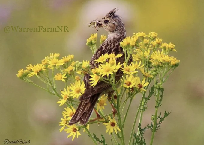 Skylark on ragwort #WarrenFarmNR