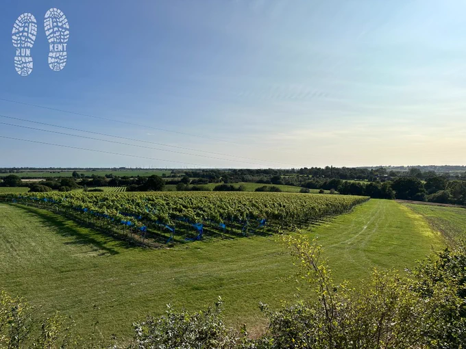 View over Gusbourne Estate vineyard on a beautiful September afternoon with the vines soaking up the sunshine