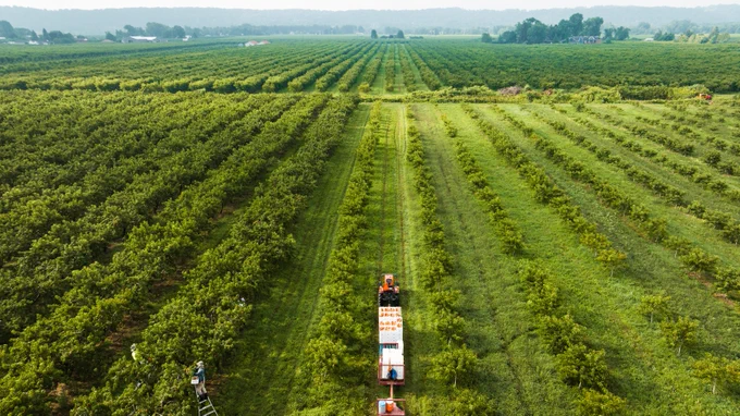 Aerial image of a peach orchard in Niagara.