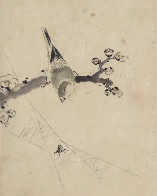 A bird perched on a tree branch with blossoms, watching a spider on a web. Published between 1830 and 1850. Ink wash on thin, handmade paper by Hokusai Katsushika.
