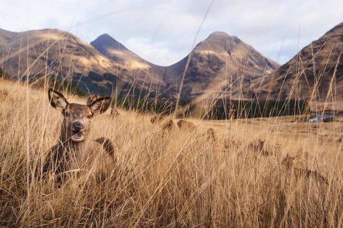 Red deer image, credits Mae Martin