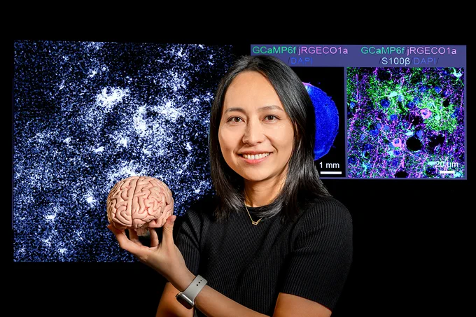 Image of Illinois molecular and integrative physiology professor Xinzhu Yu holding a model human brain in front of data scan images of what appears to be brainwave activity. 

Photo by Fred Zwicky