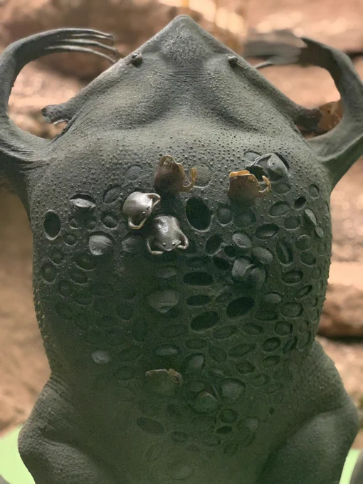 An enlarged model of a female Suriname toad on display in the Museum's Hall of Reptiles and Amphibians. It has black skin and its back looks porous like a sponge. In the holes, you can see little froglets emerging..