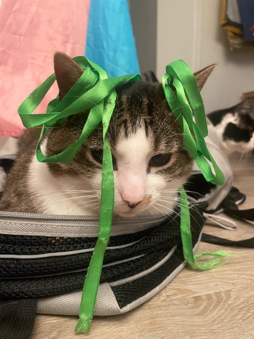 A perfect chunky cat with ribbons wrapped round his ears as if he were princess Leah in Star Wars. This photo bares no context to the rest of the post and that’s ok! 