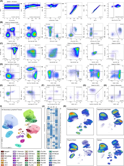 40-Color FSFC characterizes murine secondary lymphoid tissue immune compartments. (A) - (E) Representative manual gating strategy 
(I) - (K) Dimensionality reduction was achieved via Uniform Manifold Approximation and Projection (UMAP).
