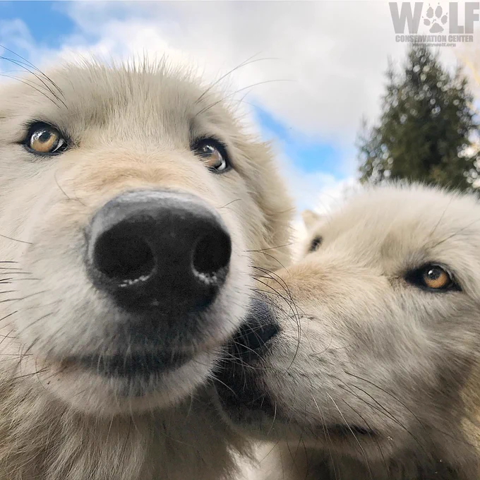 One gray wolf (on the right) kissing her brother (on the left)