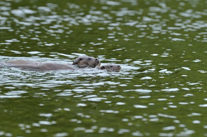 Two otters swimming together in a river. The water is green and rippley. 