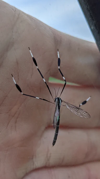 A tipuloid insect with elongated, black and white legs and enlarged tarsomeres clings to a window. 