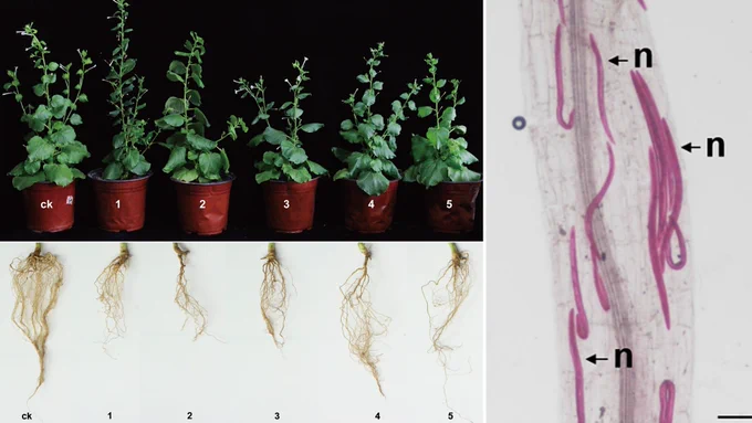Left top: Benthi plant (Nicotiana benthamiana) 60 days after inoculation with five populations of Pratylenchus coffeae nematodes, the plant on the far left is the unexposed control 
Left bottom: Root systems of Benthi plant (Nicotiana benthamiana) after being infected with five populations of Pratylenchus coffeae nematodes, the plant on the far left is the unexposed control 
Right: Pratylenchus coffeae nematodes (dyed purple) tunneling through the cortex of a Benthi plant root.