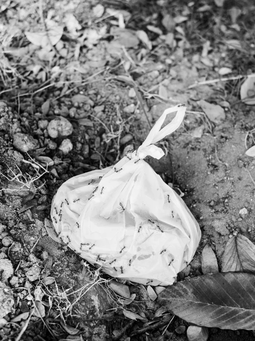 Photograph of a white plastic bag with the handles tied together, indicating it is full of rubbish, covered in very large ants, left on soil with fallen leaves and grass around.