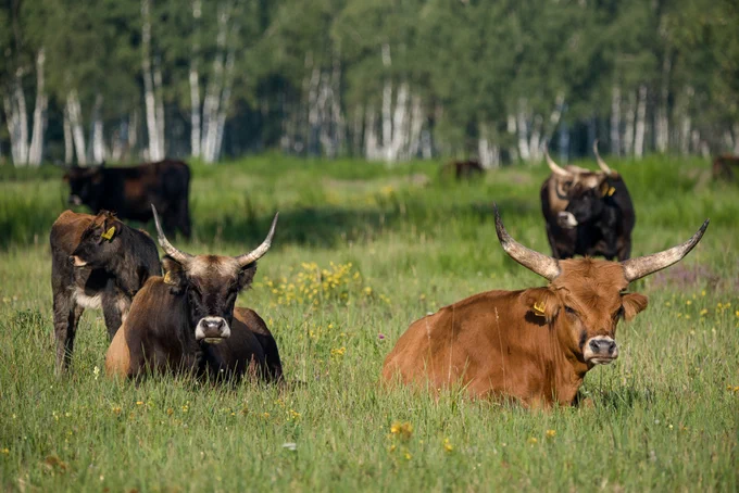 Heckrinder in der Oranienbaumer Heide (C. Nolte)