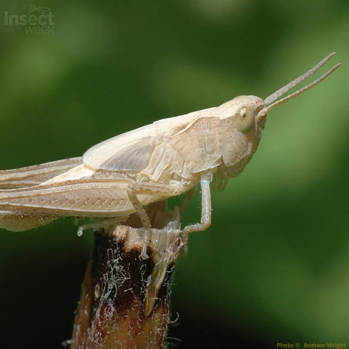 Young grasshoppper stood on some wood against a blurred green background, credit Andrew Wright
