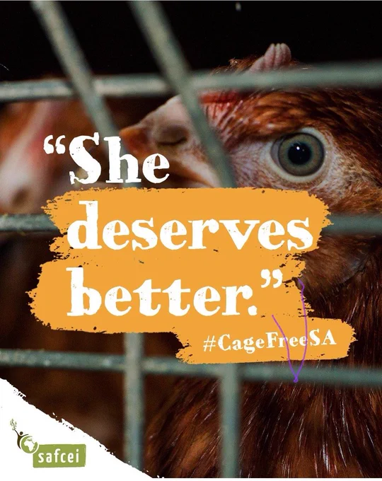 Globally, chickens are among the most abused animals bred for food. 

With the current avian flu South Africa is facing, now is a unique opportunity to change our egg supply chain. 

#CageFreeSA #Eggs