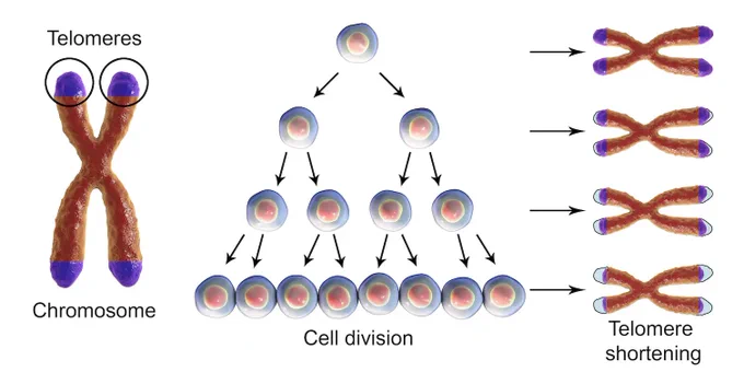 Telomeres get shorter with each round of cell division.
Kateryna Kon/Shutterstock.com