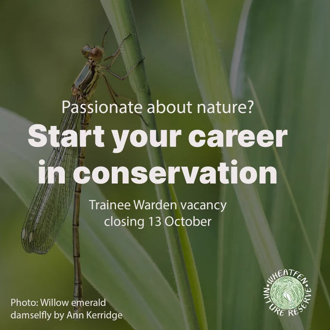 Image of a willow emerald damselfly on a piece of vegetation with text overlaid that says ‘Passionate about nature? Start your career in conservation, Trainee Warden Vacancy closing 13 October’ and the Wheatfen Nature Reserve logo'. The photograph is by Ann Kerridge