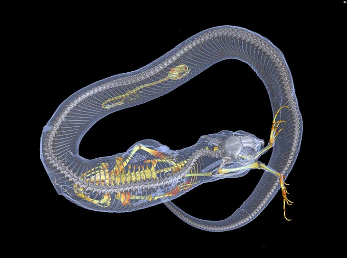 Graphic image of an Xray of a snake. Its skeleton is shown with a frog skeleton mostly inside the snake and the legs are sticking out of its mouth. Further down the snake's body is another skeleton with a head and long vertebra trailing after it.
