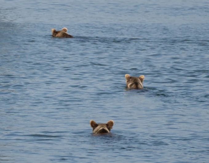 Three pairs of bear ears sticking out of the water. 